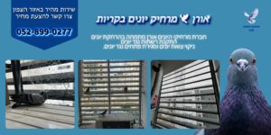 אורן מרחיק יונים בקריות